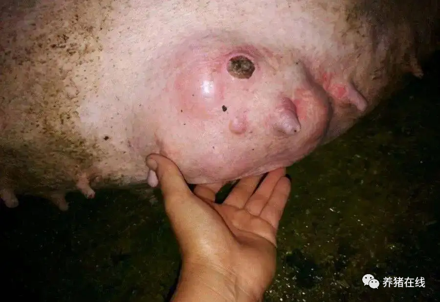 哺乳母猪补硒的方式(母猪补硒的方式)-硒宝网