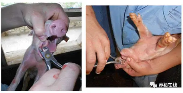 哺乳母猪补硒的方式(母猪补硒的方式)-硒宝网