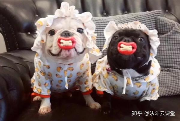 狗怎么补钙(补钙狗粮)-硒宝网