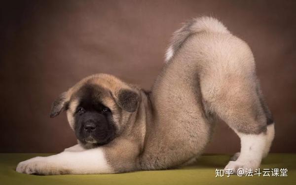 狗怎么补钙(补钙狗粮)-硒宝网