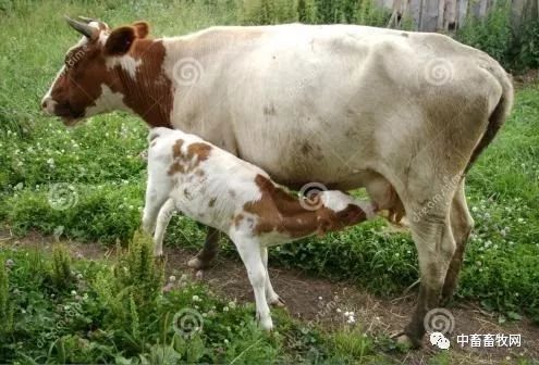 肉牛疫苗后如何补硒(牛犊缺硒得打几针)-硒宝网