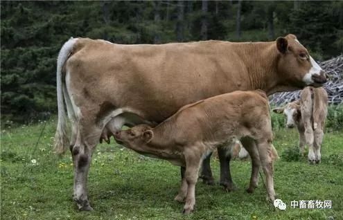 肉牛疫苗后如何补硒(牛犊缺硒得打几针)-硒宝网