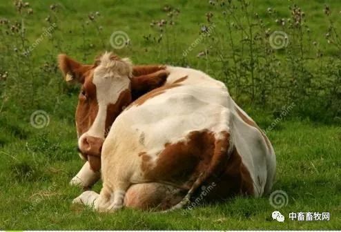 肉牛疫苗后如何补硒(牛犊缺硒得打几针)-硒宝网