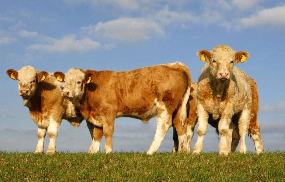 肉牛疫苗后如何补硒（疫苗肉牛补硒后还能打吗）-硒宝网