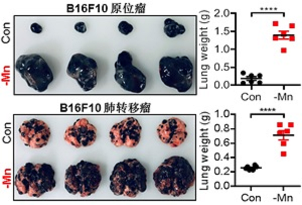 微量元素有什么作用（微量元素作用）-硒宝网