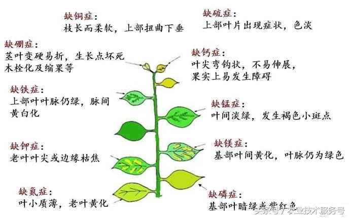 微量元素有什么作用(微量元素作用有什么)-硒宝网