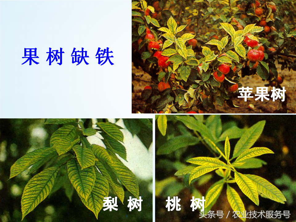 微量元素有什么作用(微量元素作用有什么)-硒宝网