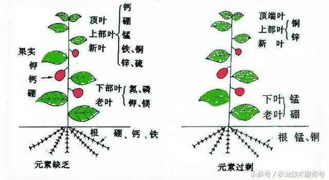 微量元素有什么作用(微量元素作用有什么)-硒宝网