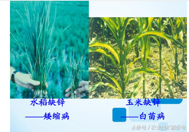 微量元素有什么作用(微量元素作用有什么)-硒宝网