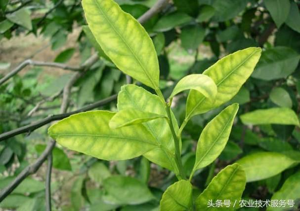 微量元素有什么作用(微量元素作用有什么)-硒宝网