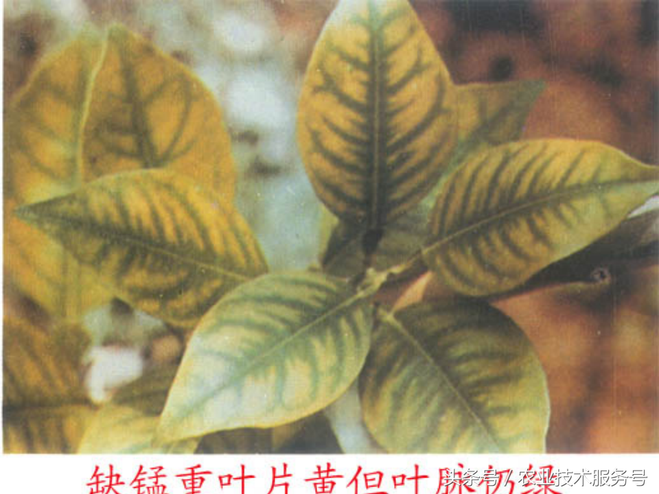 微量元素有什么作用(微量元素作用有什么)-硒宝网