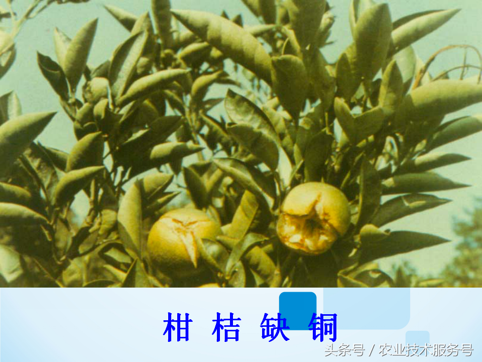 微量元素有什么作用(微量元素作用有什么)-硒宝网