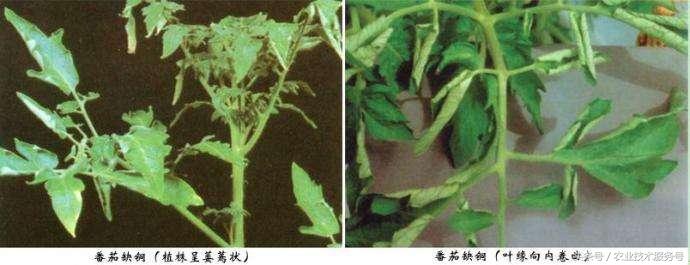 微量元素有什么作用(微量元素作用有什么)-硒宝网