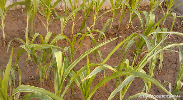 微量元素有什么作用(微量元素作用有什么)-硒宝网