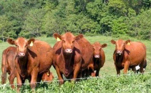 补硒还用吃中药调吗(补硒的中药)-硒宝网