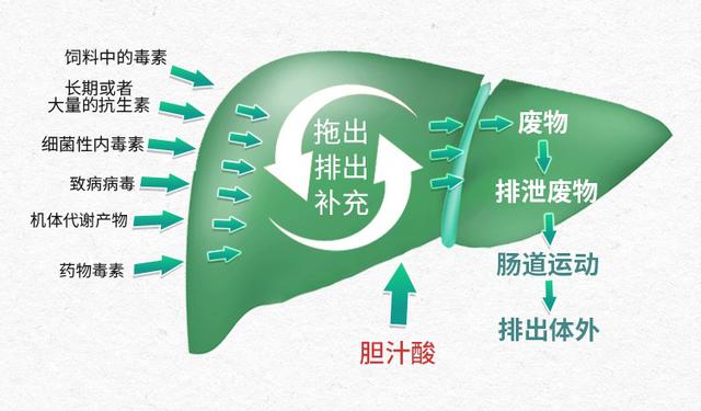 补硒元素可以护肝吗（补硒对肝脏有?；ぷ饔寐穑?硒宝网