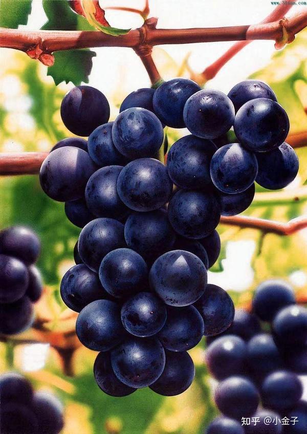 补硒食物女性能吃吗（女的补硒）-硒宝网