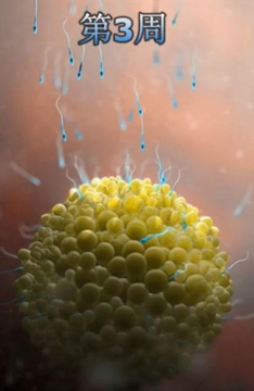 备孕补硒有什么作用（备孕期间能吃补硒的保健品吗）-硒宝网