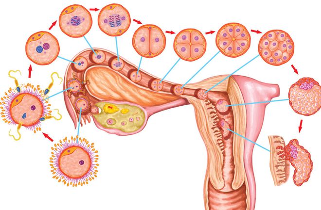 备孕补硒有什么作用（备孕期间能吃补硒的保健品吗）-硒宝网