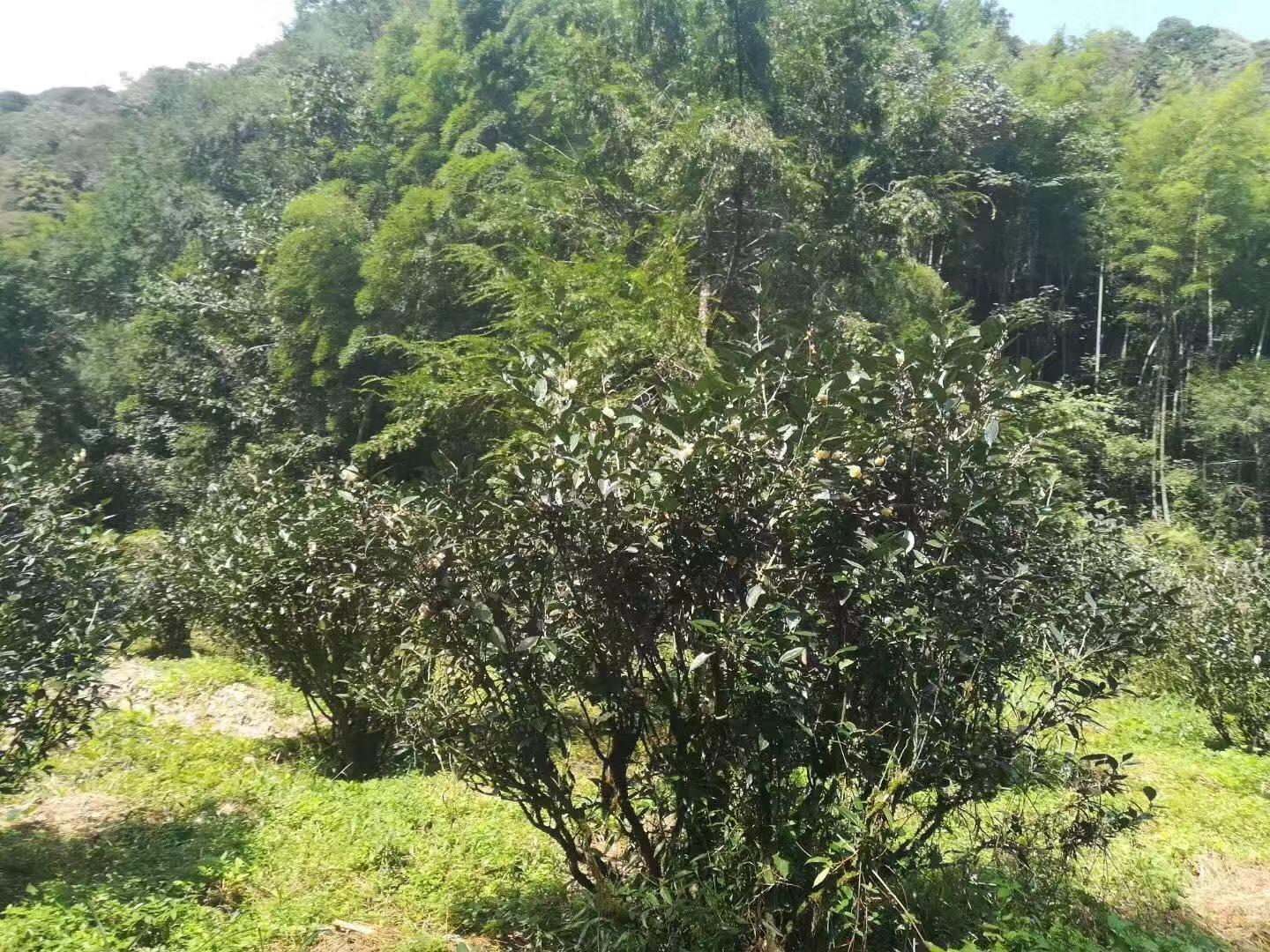 补硒能预防胆结石吗（硒对胆结石有什么好处）-硒宝网