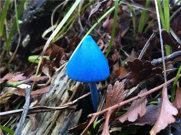 补硒能减尿白蛋白吗(尿蛋白高能吃硒吗)-硒宝网