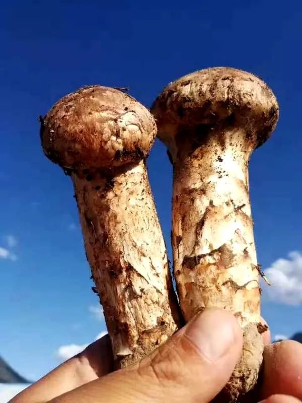 补硒能减尿白蛋白吗(尿蛋白高能吃硒吗)-硒宝网