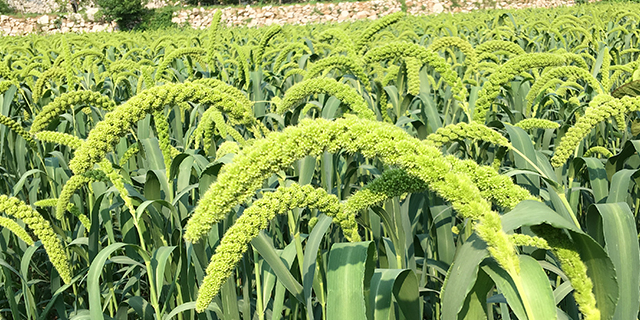 补硒能减尿白蛋白吗（硒能治疗尿蛋白吗）-硒宝网