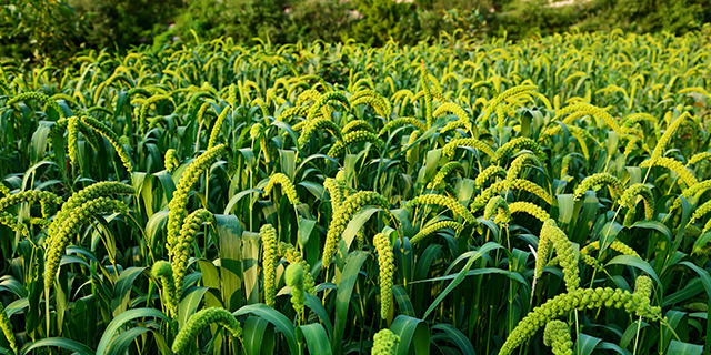 补硒能减尿白蛋白吗（硒能治疗尿蛋白吗）-硒宝网