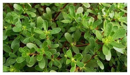 补硒可以用开水冲泡(补硒的水)-硒宝网