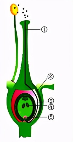 怀孕缺硒可以不补吗(孕期能补硒吗)-硒宝网