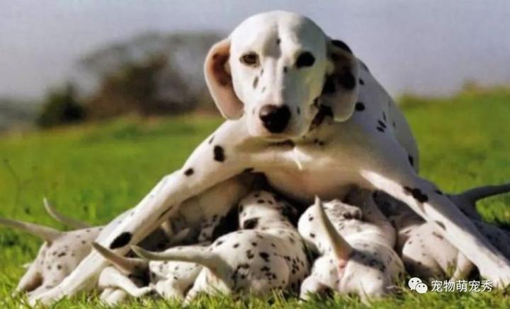 小狗补钙吃什么（小狗补钙吃什么钙片）-硒宝网