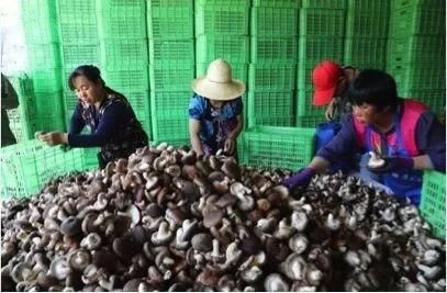 女性补硒和锌的作用(锌硒宝女人能吃吗)-硒宝网