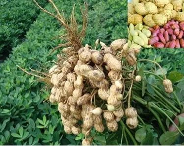 女性补硒和锌的作用(锌硒宝女人能吃吗)-硒宝网