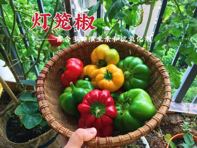 含微量元素的食物有哪些(食物含微量元素对照表)-硒宝网