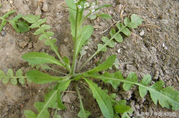 补硒药用功能有哪些(补硒功效)-硒宝网