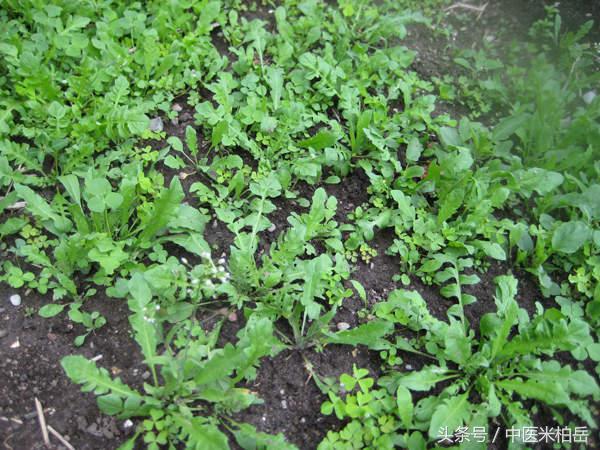 补硒药用功能有哪些(补硒功效)-硒宝网