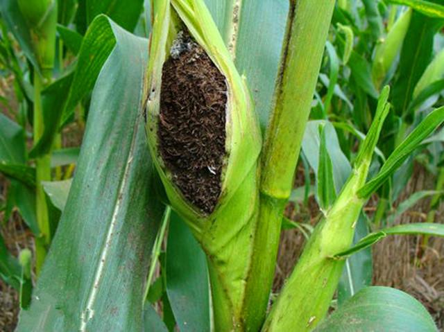 补硒药用功能有哪些（补硒的药有什么）-硒宝网