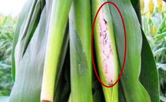 补硒药用功能有哪些（补硒的药有什么）-硒宝网