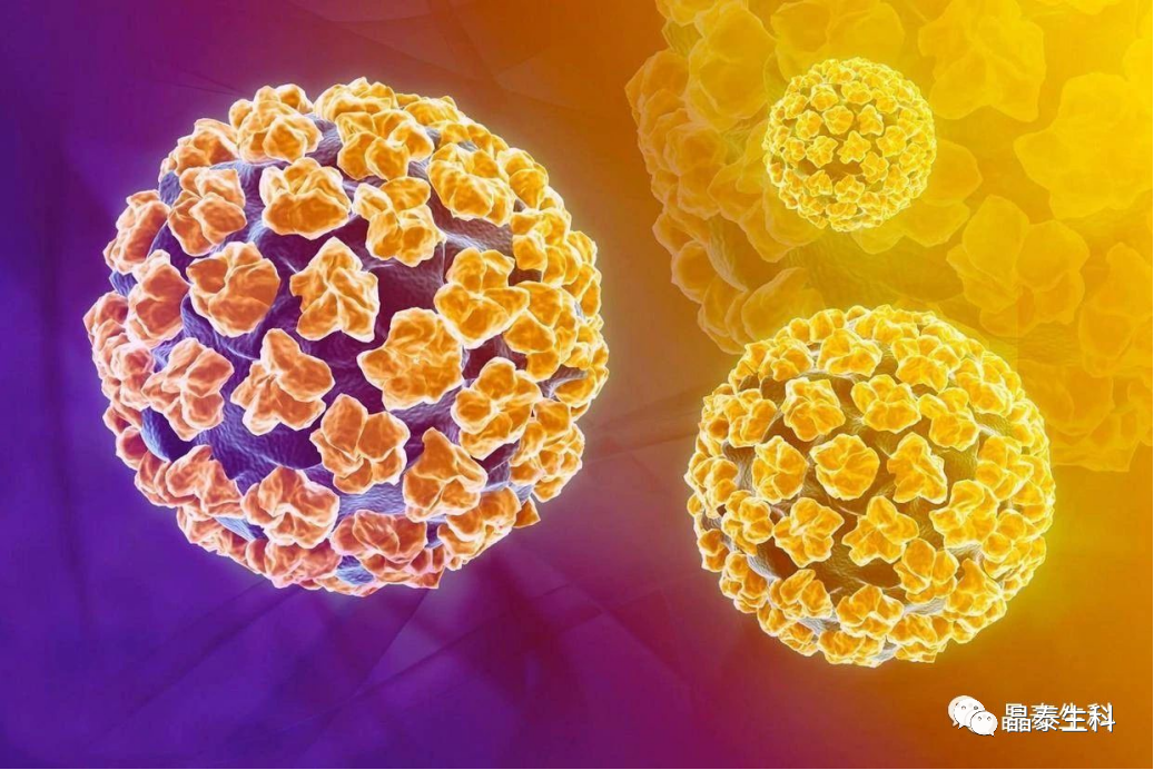 hpv转阴要补硒吗（有没有吃硒hpv16转阴的）-硒宝网