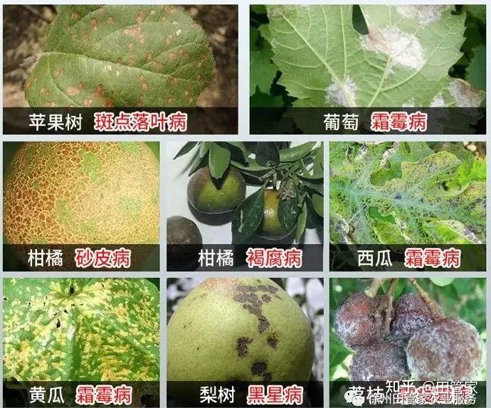 补充29种微量元素的药（药微量补充元素种子的作用）-硒宝网