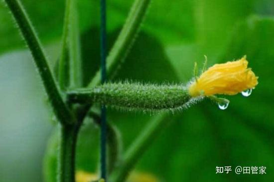 补充29种微量元素的药（药微量补充元素种子的作用）-硒宝网