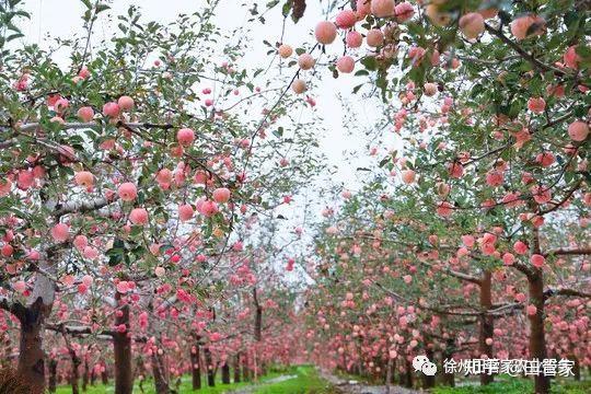 补充29种微量元素的药（药微量补充元素种子的作用）-硒宝网