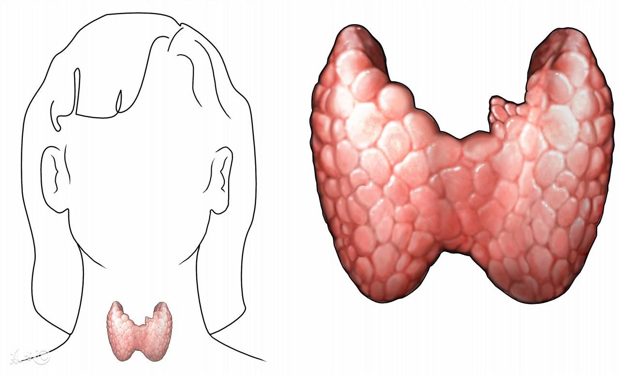 甲减可以补锌补硒吗(甲减可以补钙锌吗)-硒宝网