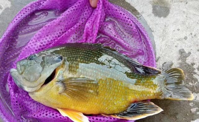 孕妇可以吃硒补剂吗(怀孕后可以吃硒片吗)-硒宝网