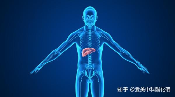 肝不好如何补硒元素(硒元素对肝脏有什么帮助)-硒宝网