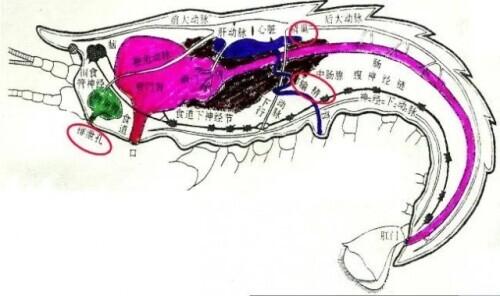 补硒会不会让尿酸高(会补尿酸高硒让人发胖吗)-硒宝网