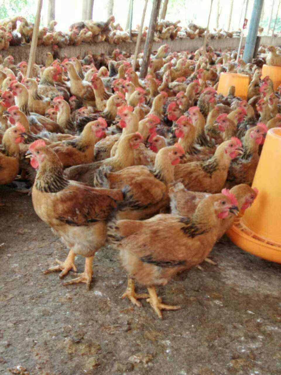 孕妇可以吃补硒药吗(怀孕能补硒)-硒宝网