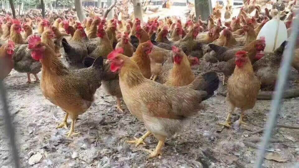 孕妇可以吃补硒药吗(怀孕能补硒)-硒宝网