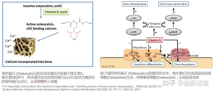 补钙要吃维生素d吗（补钙需要维生素d+钙片吗）-硒宝网