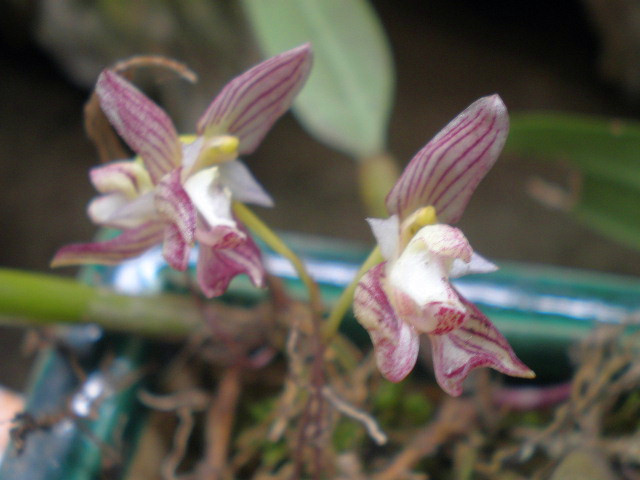 补硒对肾积水有用么(肾积水补硒用有效果吗)-硒宝网